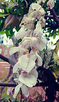 Chinese Wisteria Plant