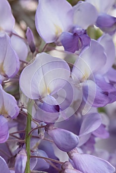 Chinese wisteria, Wisteria sinensis prolific, close-up flowers lilac with a yellow eye