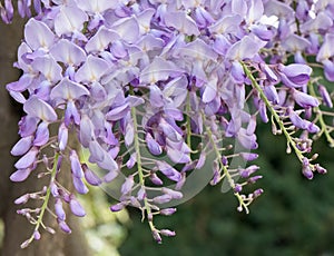 Chinese wisteria, Wisteria sinensis prolific, flowering lilac with a yellow eye