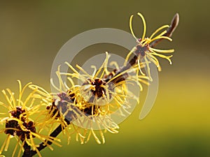 Chinese Witch-Hazel photo