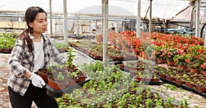 Chinese woman glasshouse farm worker examining garden flowers in flowerpots