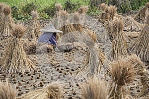 Chinese woman harvesting rice in China