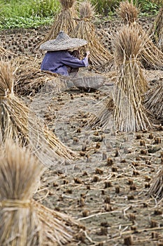 Chinese woman harvesting rice in China