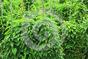 Chinese yam crops photo