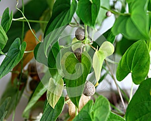 Chinese yam, lat. Dioscorea opposita with bulbils, harvest in autumn photo