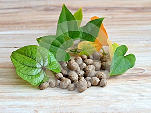 Chinese yam, lat. Dioscorea opposita with bulbils, harvest in autumn photo