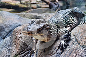 Chinese Yangtze Alligator