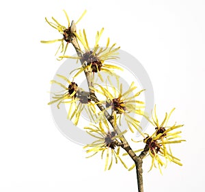 Chinesische Zaubernuss, Hamamelis mollis photo