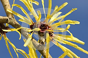 Chinesische Zaubernuss, Hamamelis mollis photo