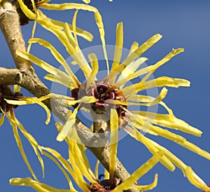 Chinesische Zaubernuss, Hamamelis mollis photo