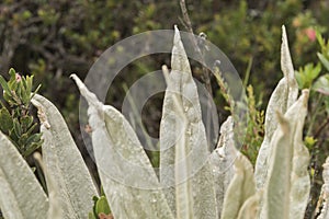 Chingaza, Colombia. Detail of the leaves of a frailejon, espeletia photo