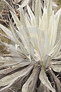 Chingaza, Colombia. Detail of the leaves of a frailejon, espeletia photo