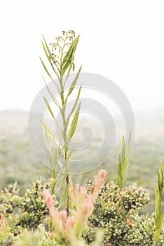 Chingaza, Colombia. Epidendrum frutex, paramo ecosystem plant