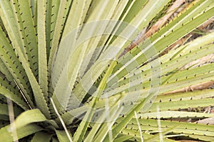 Chingaza Colombia. Leaves of a puya goudotiana, a large Andean bromeliad photo