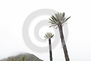 Chingaza Colombia. Mountain peak with fog and frailejones, espeletia uribei photo