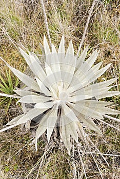 Chingaza, Colombia. Native paramo vegetation: frailejon, espeletia. Zenith view photo