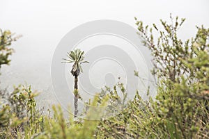 Chingaza, Colombia. Native plants, paramo ecosystem: frailejon, espeletia uribei photo
