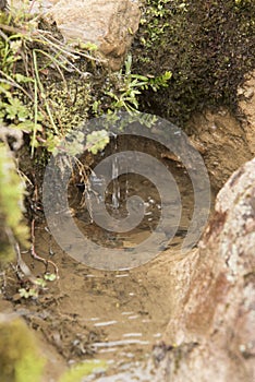 Chingaza, Colombia. Natural water seepage, a common phenomenon in the moors