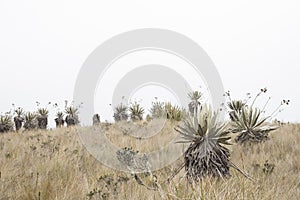 Chingaza, Colombia. Paramo ecosystem, frailejon, espeletia grandiflora photo