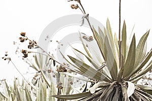 Chingaza, Colombia. Paramo ecosystem, frailejon, espeletia grandiflora photo