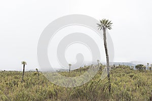 Chingaza, Colombia. Paramo foggy landscape with frailejones, espeletia photo