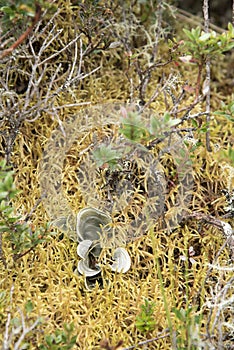 Chingaza, Colombia. Paramo soil: lichen dictyonema glabratum and sphagnum moss photo