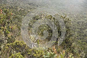 Chingaza, Colombia. Paramo vegetation, including frailejones, espeletia uribei photo