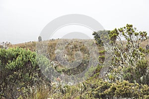 Chingaza. Landscape, rain in the moor, frailejones, espeletia grandiflora photo