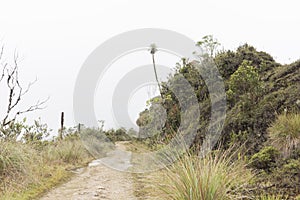 Chingaza, trail and paramo vegetation: puyas and frailejones, espeletia uribei photo