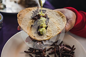 Chinicuiles, Insects, typical Mexican food, which can be accompanied with sauce and tortilla as a taco