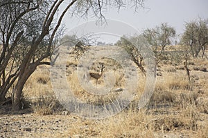 Chinkara, also known as the Indian Gazelle