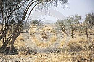 Chinkara, also known as the Indian Gazelle