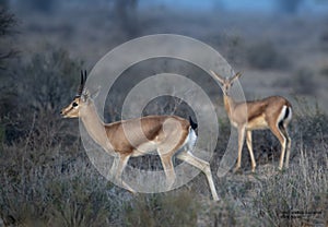 Chinkara deer in a beautiful  wildlife l in Pakistan