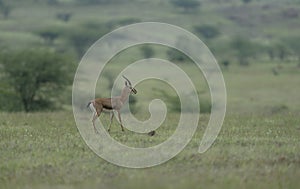 Chinkara feeding in grassland at Supe