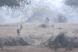 Chinkara in the forest of Ranthambore National Park in the mfoggy morning, India