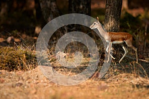 Chinkara, Gazella bennettii, also known as the Indian gazelle, native to Iran, Afganistan, Pakistan and India. Threatened gazelle