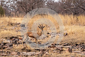 Chinkara or Gazella bennettii or Indian gazelle an Antelope with beautiful background on rocks at ranthambore national park