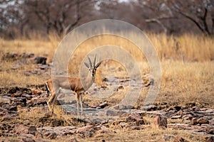 Chinkara or Gazella bennettii or Indian gazelle an Antelope with beautiful background on rocks at ranthambore national park