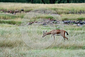 Chinkara or Gazella bennettii or Indian gazelle an Antelope. A grazing deer on green grass at ranthambore