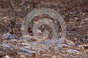 Chinkara or Gazella bennettii or Indian gazelle fawn split with her mother and found alone at ranthambore