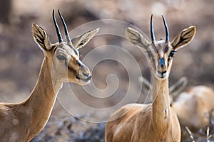 Chinkara or Indian Gazelle in alert mode