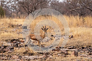 Chinkara or Indian gazelle an Antelope with beautiful background on rocks at ranthambore national park or tiger reserve, rajasthan