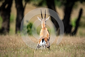 Chinkara or Indian gazelle an Antelope at ranthambore national park, rajasthan, india