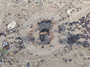 Chinkara feces pellets