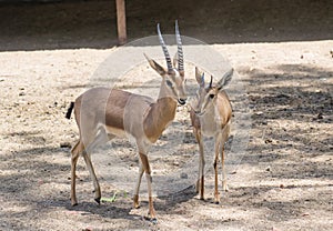 Chinkara Indian Gazelle pair stading