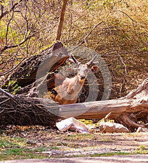 Chinkara standing and staring from the behind of a tree branch. Wildlife photography