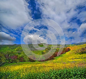 Chino Hills, Ca. spring wildflower fields landscape