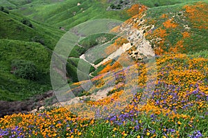 Chino Hills Wildflower photo