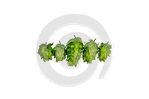 Chinook American brewing hops isolated on white background