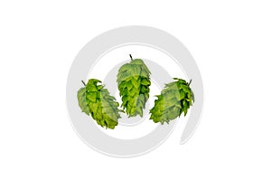 Chinook American brewing hops isolated on white background